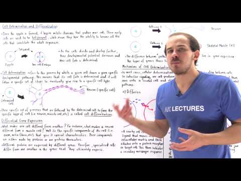 Cell Determination and Differentiation