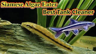 Siamese Algae Eater Fish உங்கள் Tank  சுத்தம் செய்ய ஒரு நல்ல மீன் வேணுமா? Best / Fish Aquarium Tamil