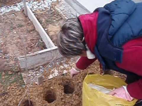 Čudotvorna živa ograda sadjenje 1