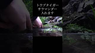 タイガーサラマンダーを入れます│VIVARIUM