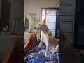 Sexiest Dog In The World