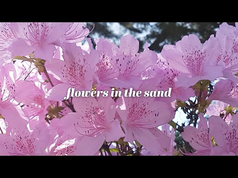 Afsaneh - Flowers in the Sand (Lyric Video)