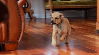 Come When Called 1: Puppy Basics | Teacher's Pet With Victoria Stilwell