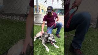 Video preview image #1 Gerberian Shepsky Puppy For Sale in Pasadena, CA, USA