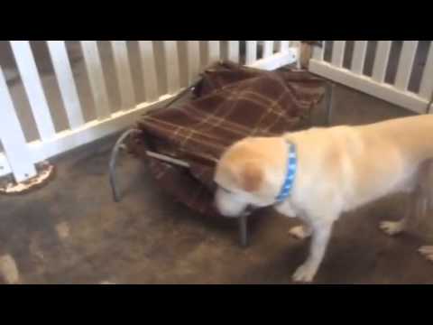 Puppy playtime at Naughty Dog School