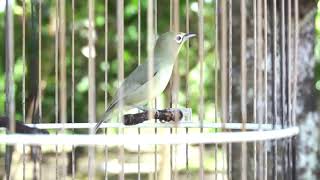 Download lagu SIAP TEMPUR   KECIAL MENTAL BAJA - Media Kicau Lombok mp3