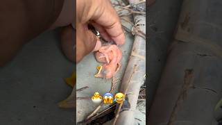 Download lagu Ya ampun! Burung kecil ini akan meluluhkan hatimu 🐦❤️”#trending #birds 😱 mp3