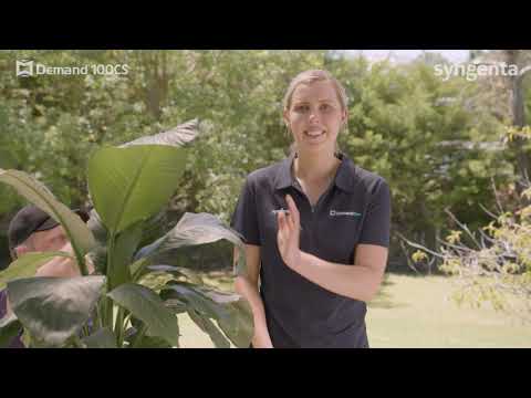 Give mozzies the slap with iCAP - DEMAND® 100CS Insecticide