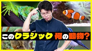 動物の名前言えるかな? - 【鳥?魚?】動物をテーマにした曲、聞けば曲名を当てられる?【動物の謝肉祭】#101