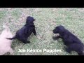 Labradoodle dogs for sale: Snickers - Video 1