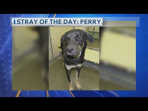 Stray Of The Day: Meet Perry - YouTube