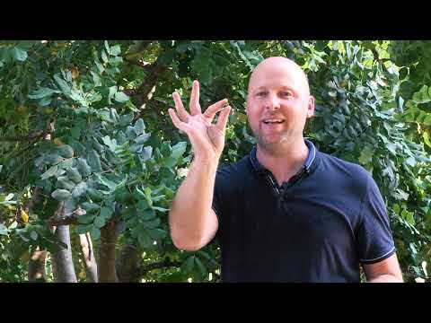 Plant@e : Dans le secret des plantes : Le caroubier