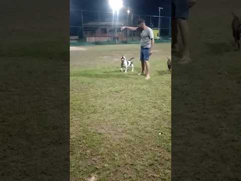 American bully treinado o salto #americanbully #music #pets