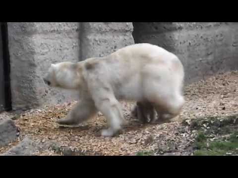 Giovanna und die Hellabrummis, 13.04.2014, Tierpark Hellabrunn