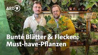 Tolle Blattschmuckpflanzen für den Zimmerdschungel | MDR Garten