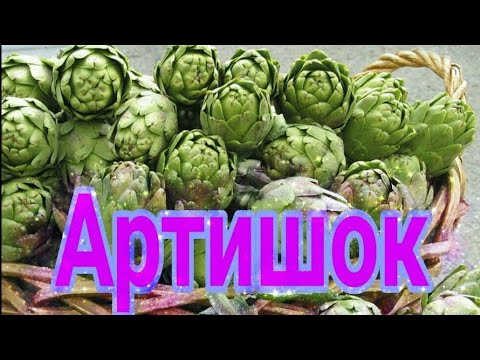 Как растёт Артишок ?/ Овцы / Испания / VLOG #España #alcachofa
