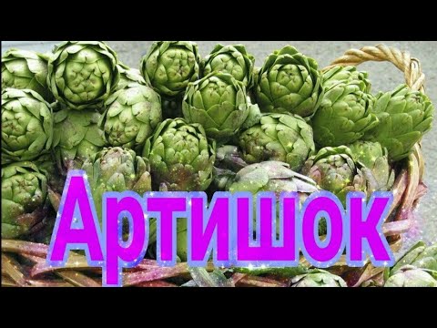 Как растёт Артишок ?/ Овцы  / Испания / VLOG #España #alcachofa