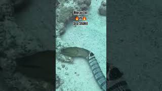 Sea Snake is eating Moray Eel