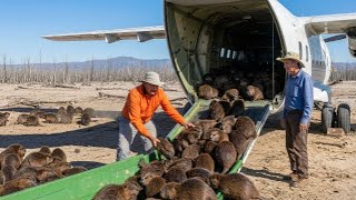 They Put Beavers On Dead Land With No Trees — What Happened Next Is Insane
