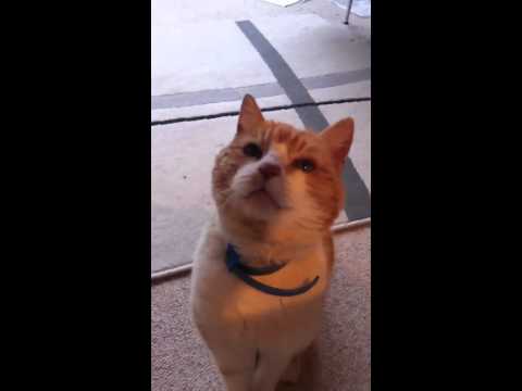 Cat listening to command