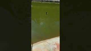 pescaria boa é aqui #shorts