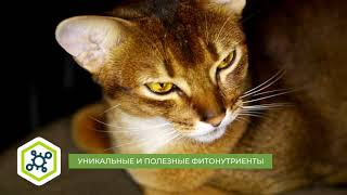 Alleva Holistic Adult Cat с ягненком и олениной для взрослых кошек