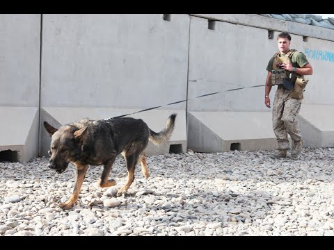 Taliban on American dogs abandoned by American troops  in Afghanistan