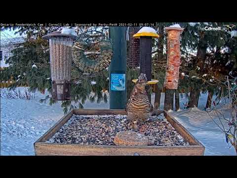 Ruffed Grouse Makes Whirlwind Stop At Ontario Feeders – Feb. 11, 2021
