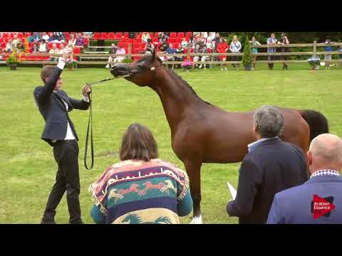 N.40 CBA MATTHEUS - Bruges 2018 C European - 2 Years Old Colts (Class 4)