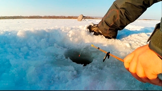 Клюет ли рыба в морозы