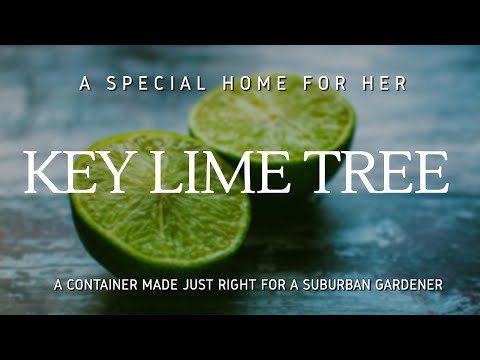 Container Grown Mexican Key Lime Tree