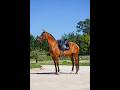 Jument - Pure Race Lusitanien - 4 ans - Dressage / Polyvalente - France