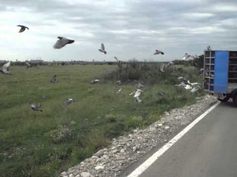 COLUMBODROM HONEST RACE- ANTRENAMENT 2 - 5Km