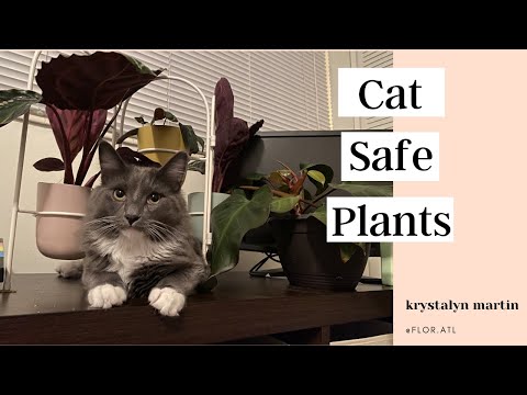Cat Safe Plants | Plants that are NON-Toxic to cats