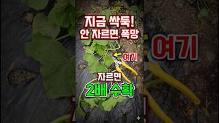 단호박 넝쿨 지금 당장 싹둑 잘라야 하는 이유 ✂️ #단호박키우기 #shorts