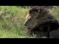 R I P ScarFace The Most Famous Africa Lion In His Last Minutes