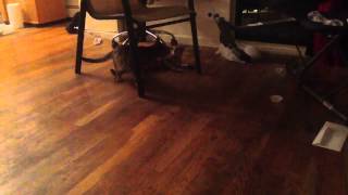 Stiletto teaching Magnum a lesson