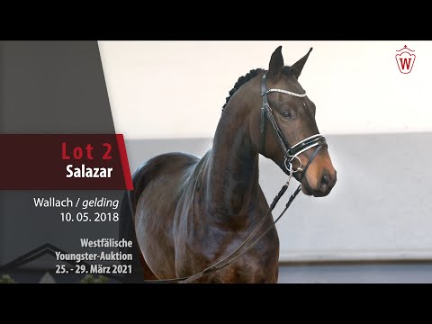 Westf. Youngster-Auktion 25. - 29. März 2021 Lot 2 Salazar Wallach v. San Amour I - Fürstenball