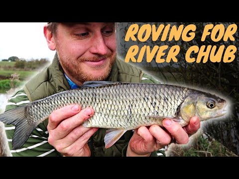 Roving for Autumn River Chub