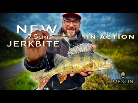 Late winter Perch fishing tactics! NEW JerkBite 7,5cm!!!