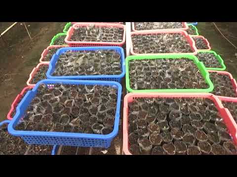 Gub Instruksikan 1 Desa Siapkan 1 Ha Lahan 