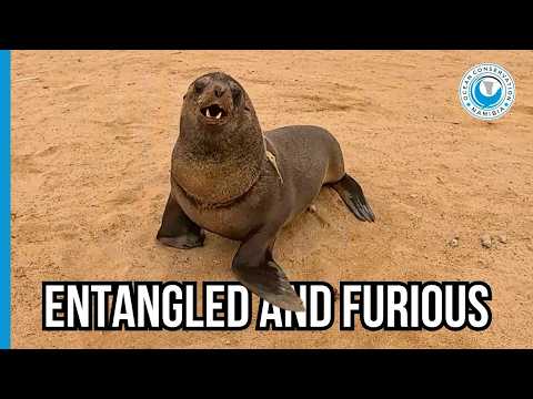 He Fought Back Hard… But We Won’t Let Him Suffer