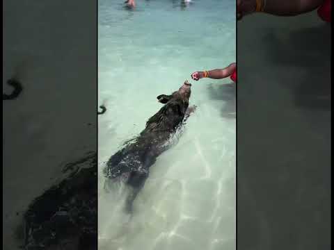 Swimming Pigs and Pearl Island Beach Escape