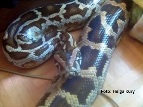 Nadja Heiseler - Interview mit Helga Kury über Tigerpython BABY