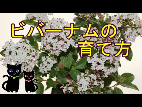 スノーボール、ガマズミ・オビエ、ガマズミ・オプルス