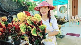 โกศลเข้าใหม่ ไม้สวยไม้งาม บ้านนายหัว มหาชัย