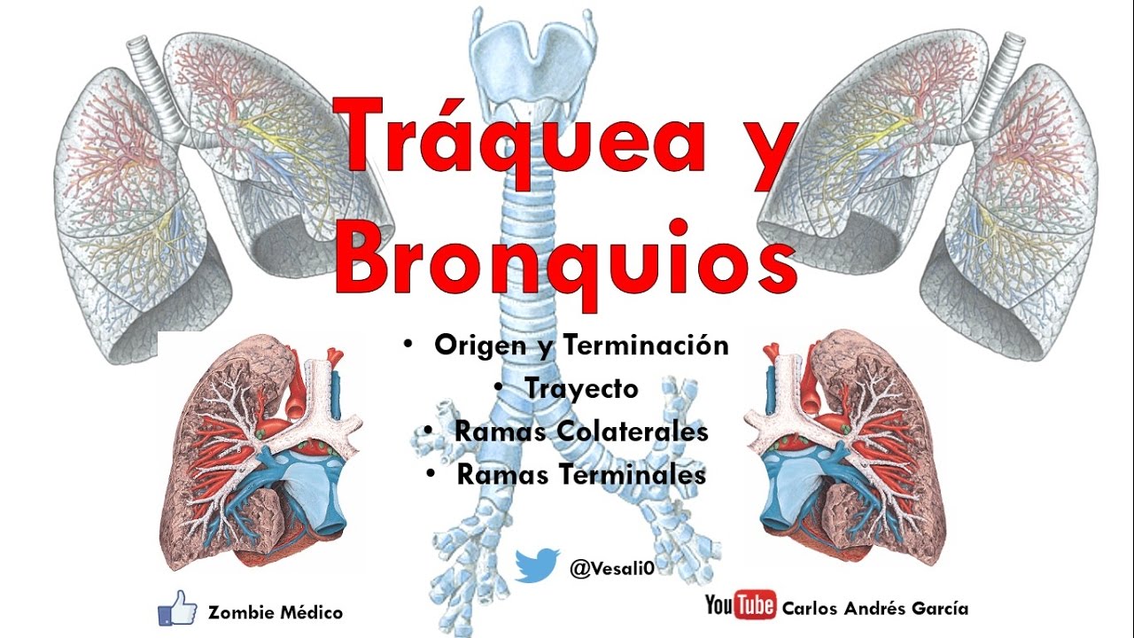 Anatomía - Tráquea y Bronquios (Árbol bronquial, Vasos y Nervios, Relaciones)