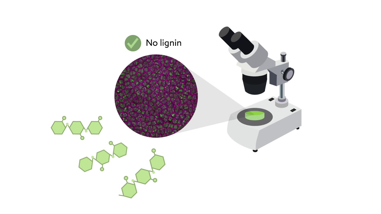 Carbotrace 540 helps to determine purity of plant raw materials