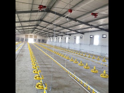 Automatic Poultry  Pan Feeding System