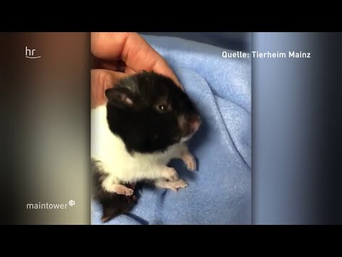 TV Doku: Hamster in Briefkasten gestopft